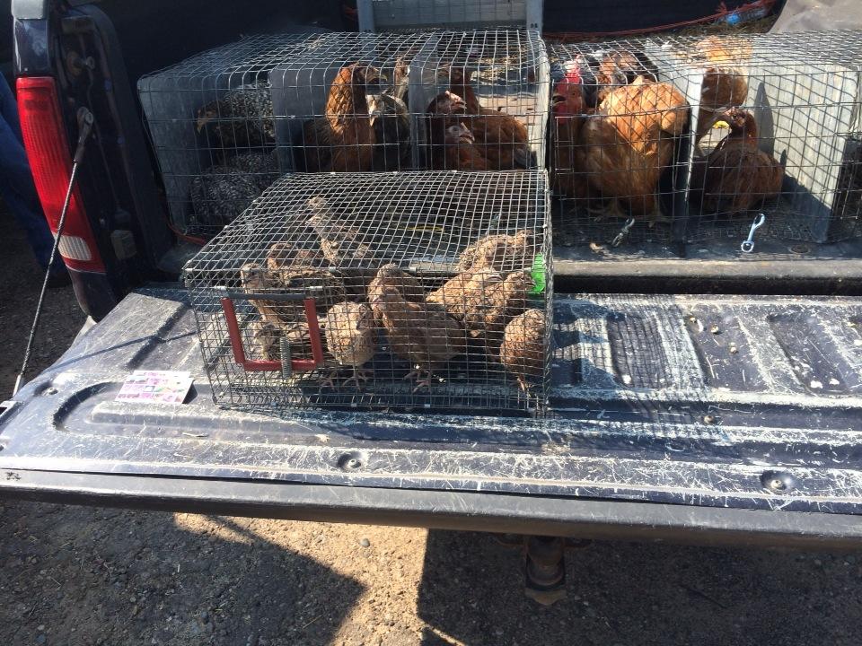 Chicken Swap Wardle Feed & Pet Supply