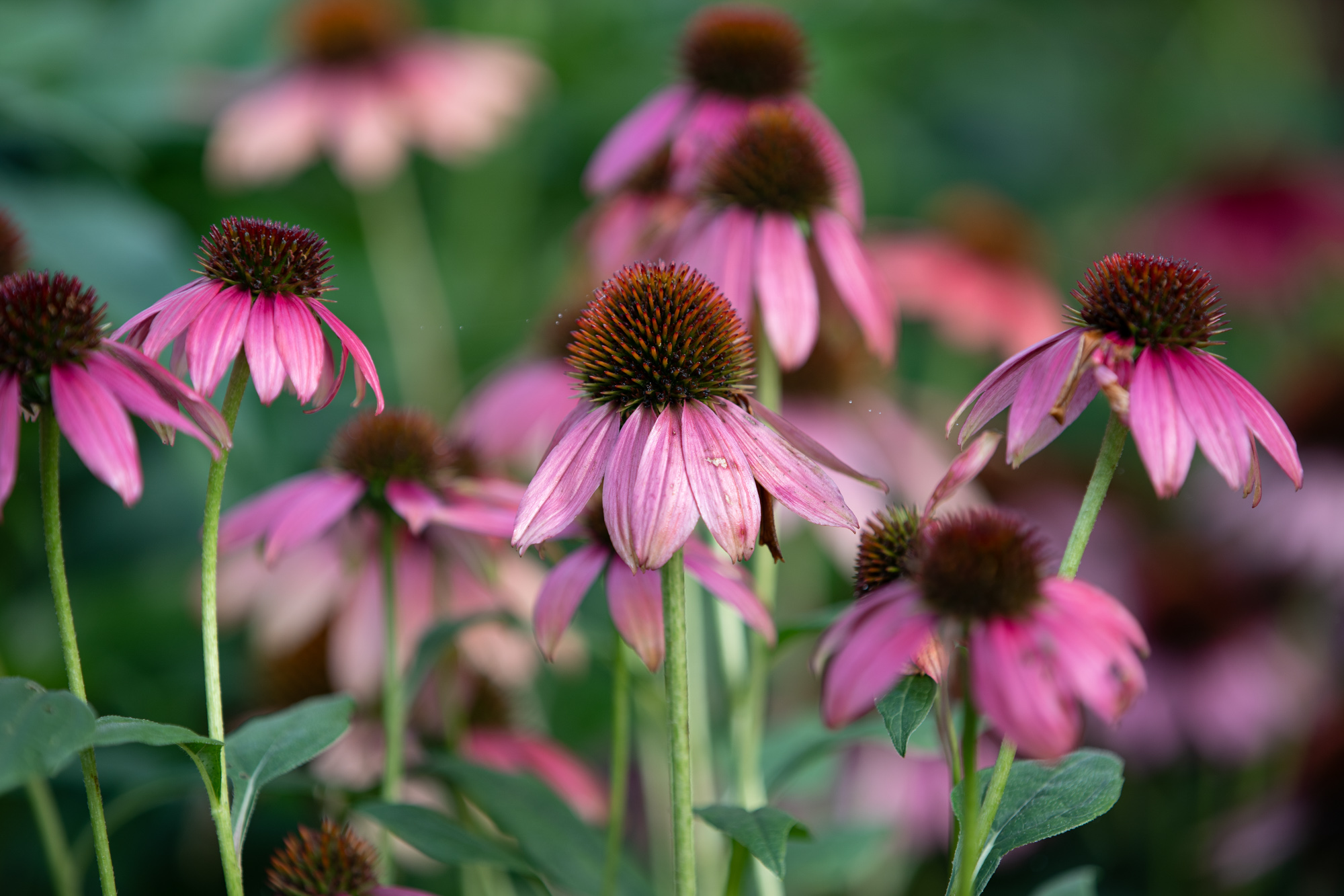 Native Perennials Ward's Nursery & Garden Center