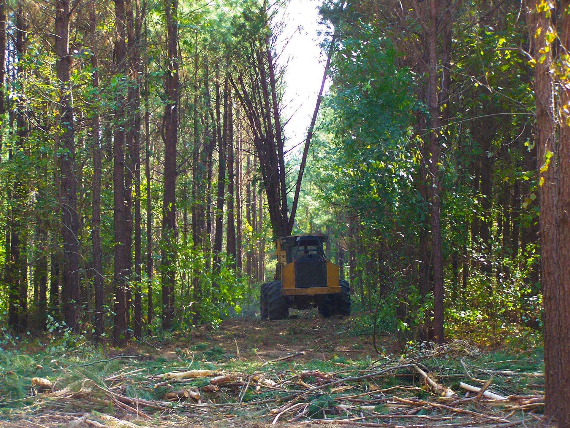 Homepage Ward Timber