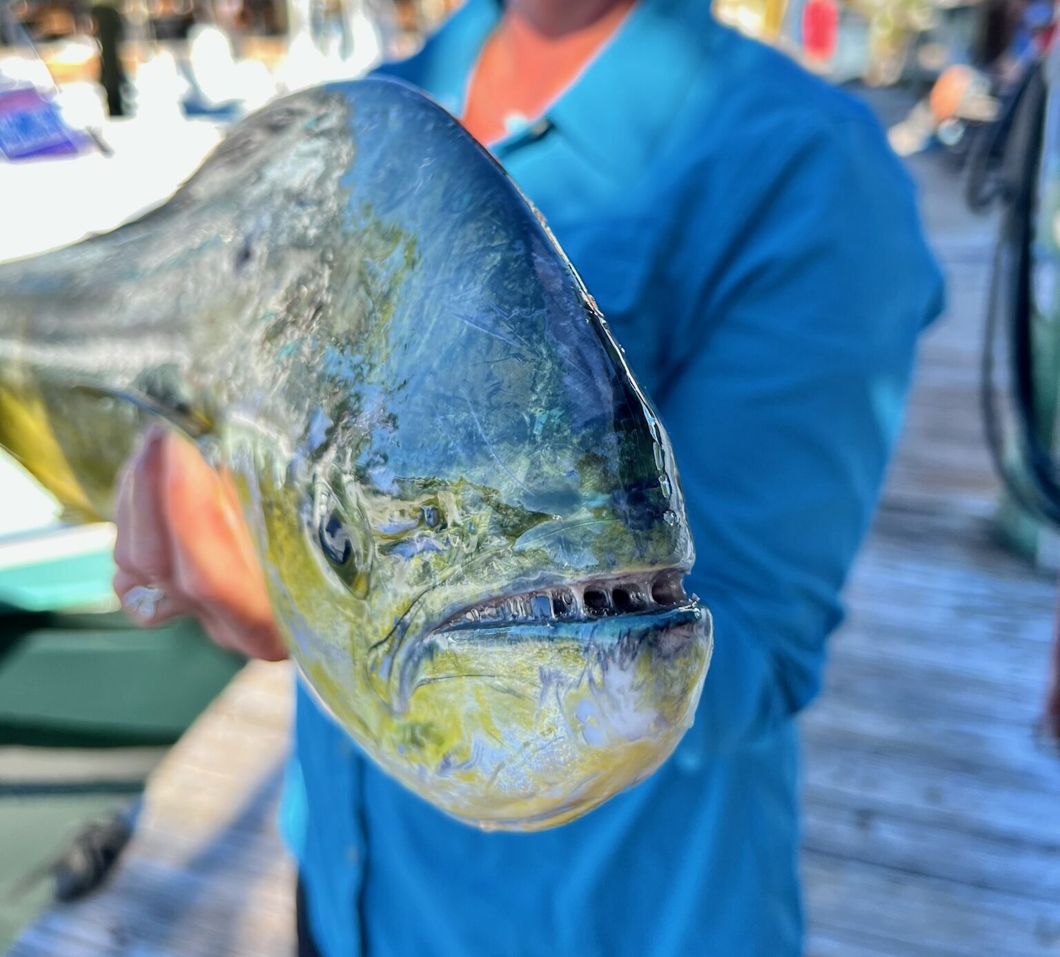 The Best Key West Fishing Charters warethefish