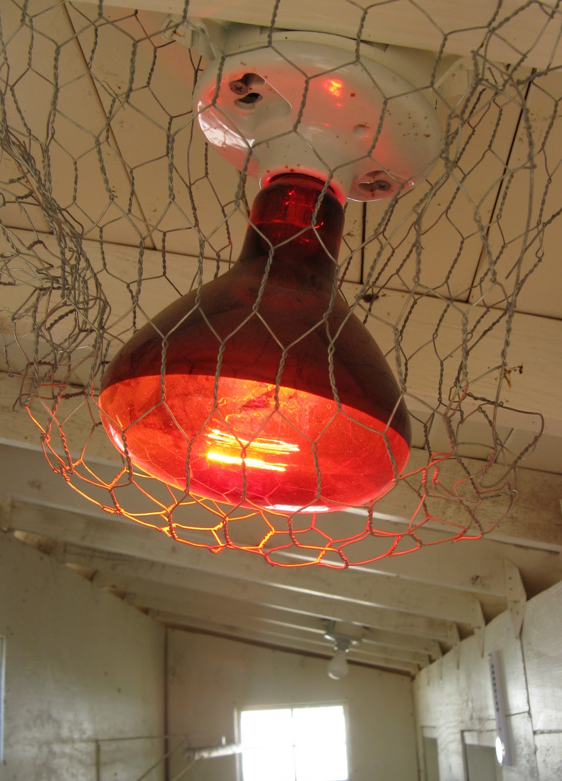 Best Heat Lamp For Baby Chicks at Robert Pate blog