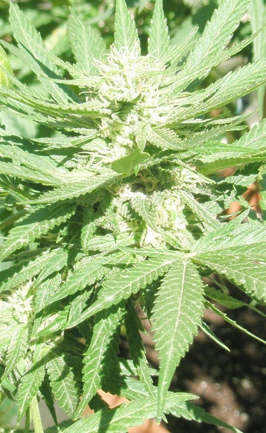 Northern lights outdoor set the mindset of your outside living