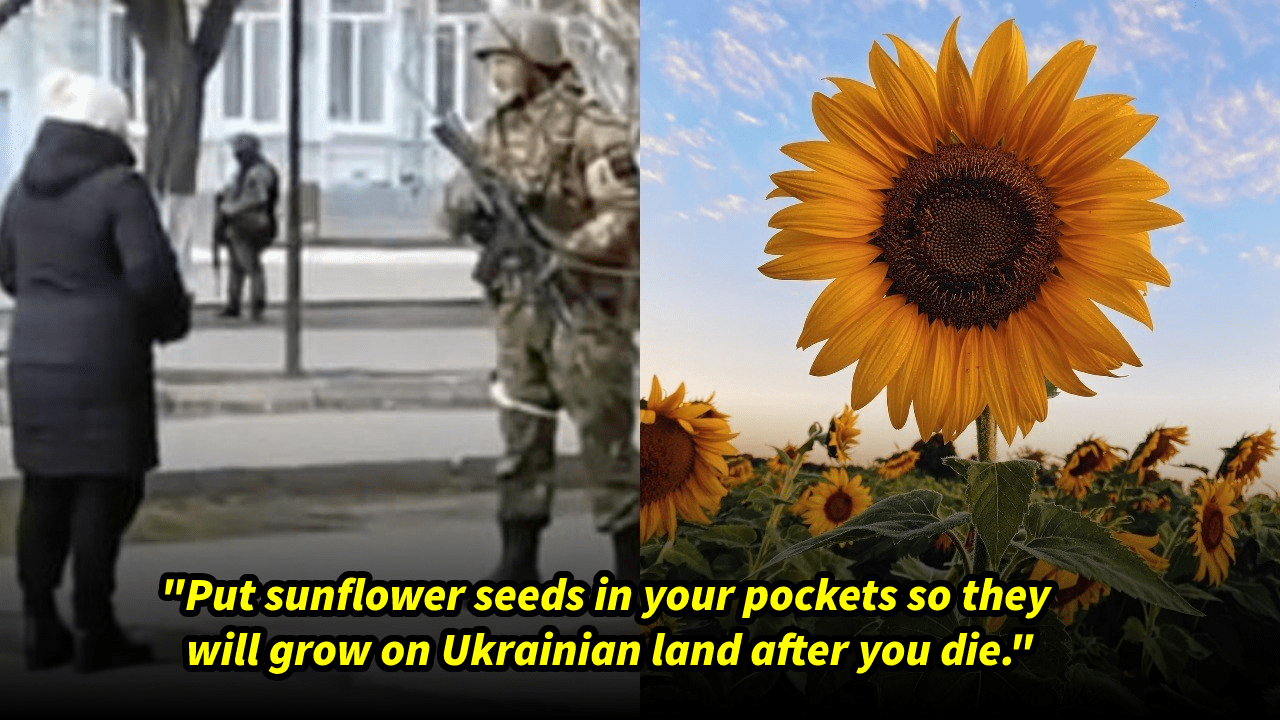 Sunflower seeds