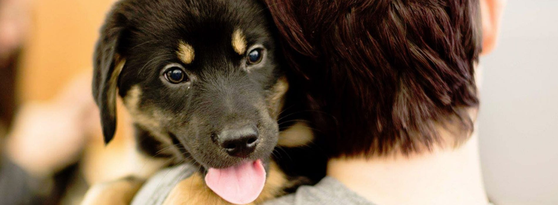 Small Dogs For Adoption Arkansas