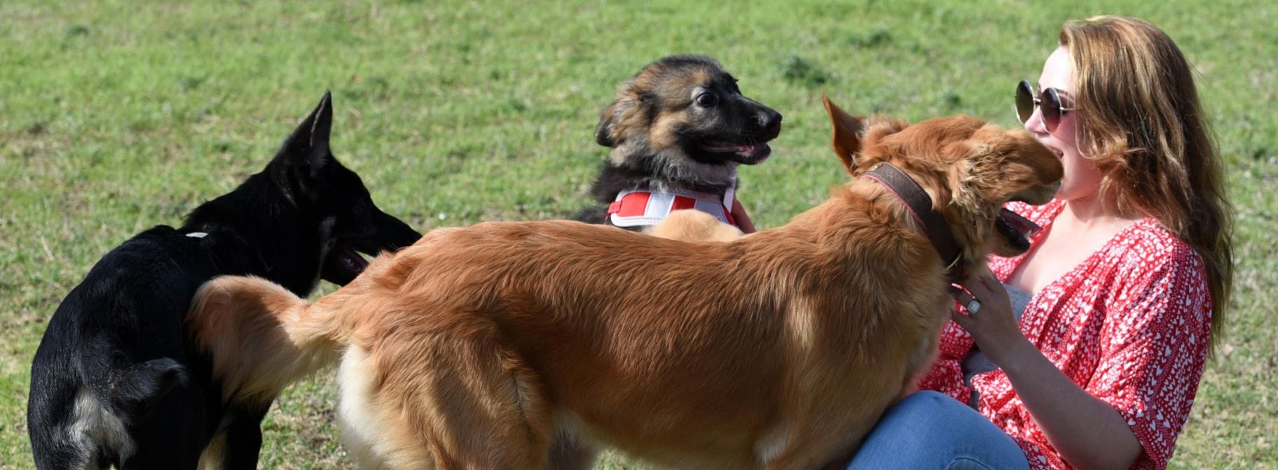Saline County Humane Society petfinder