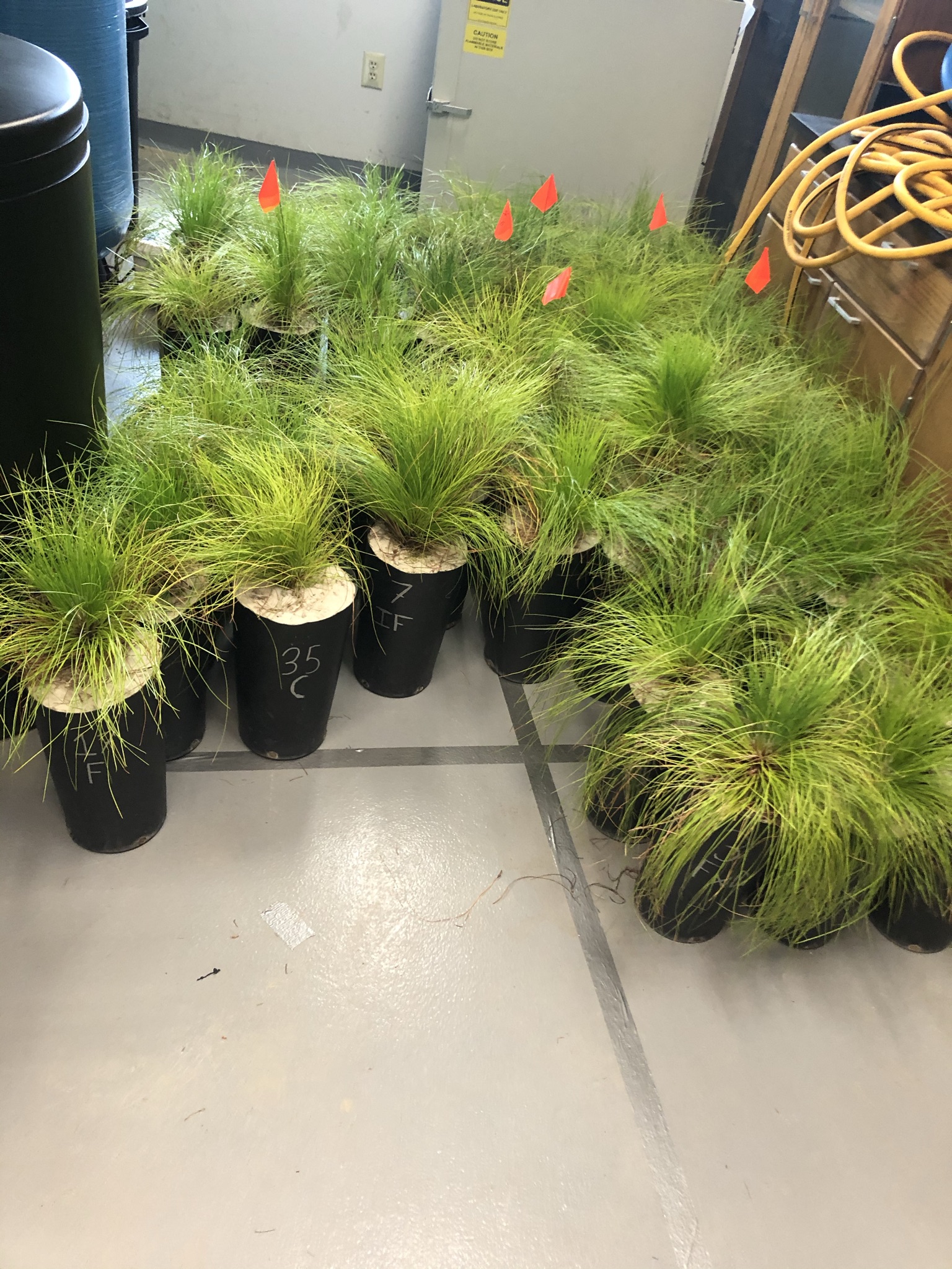 Turn up the heat Longleaf pine survive extreme conditions Warnell