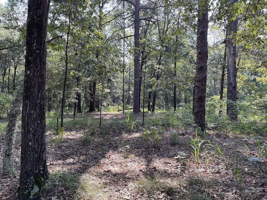 UGA explores Lake Blackshear development Warnell School of Forestry