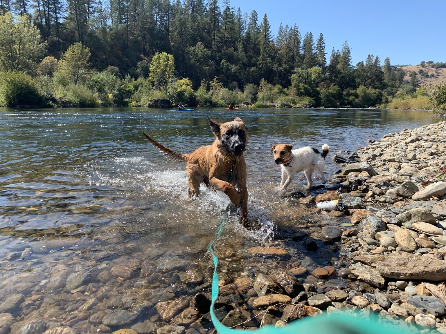 Puppy & Dog Training Northern California Boot Camp Off Leash