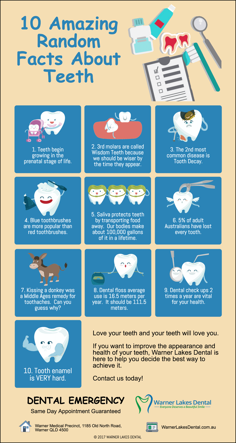 10 Fun Random Facts About Teeth Warner Lakes Dental