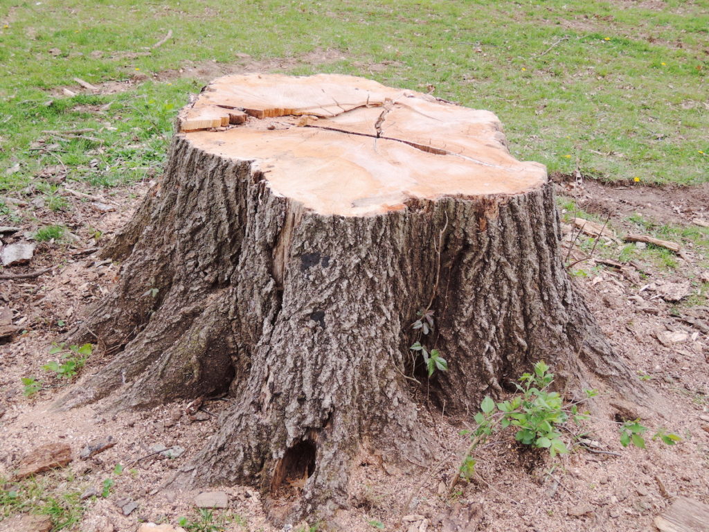Six Top Benefits of Tree Stump Grinding Warner Tree Service