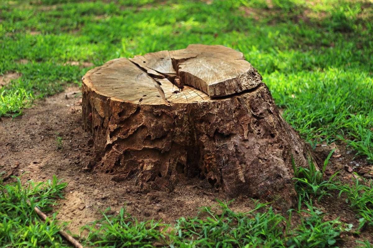 Why Should I Grind Down My Tree Stump? Warner Tree Service