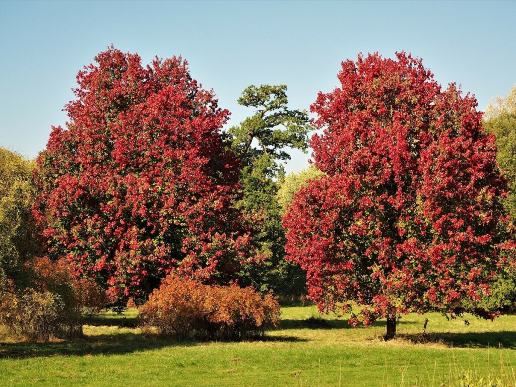Everything You Need to Know About the October Glory Maple Tree Warner