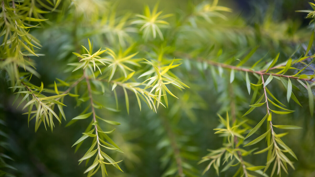 Watch Out for These 10 Invasive Plants in Florida Warner Tree Service