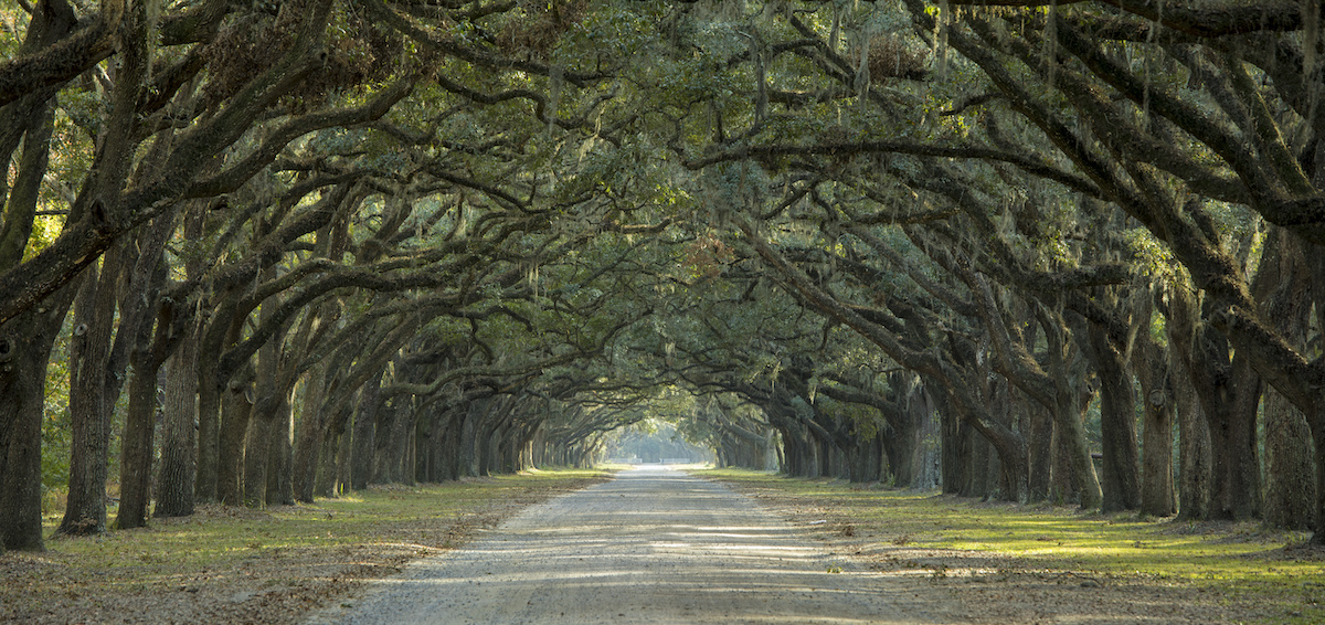 Majestic Florida Oak Tree Care Warner Tree Service