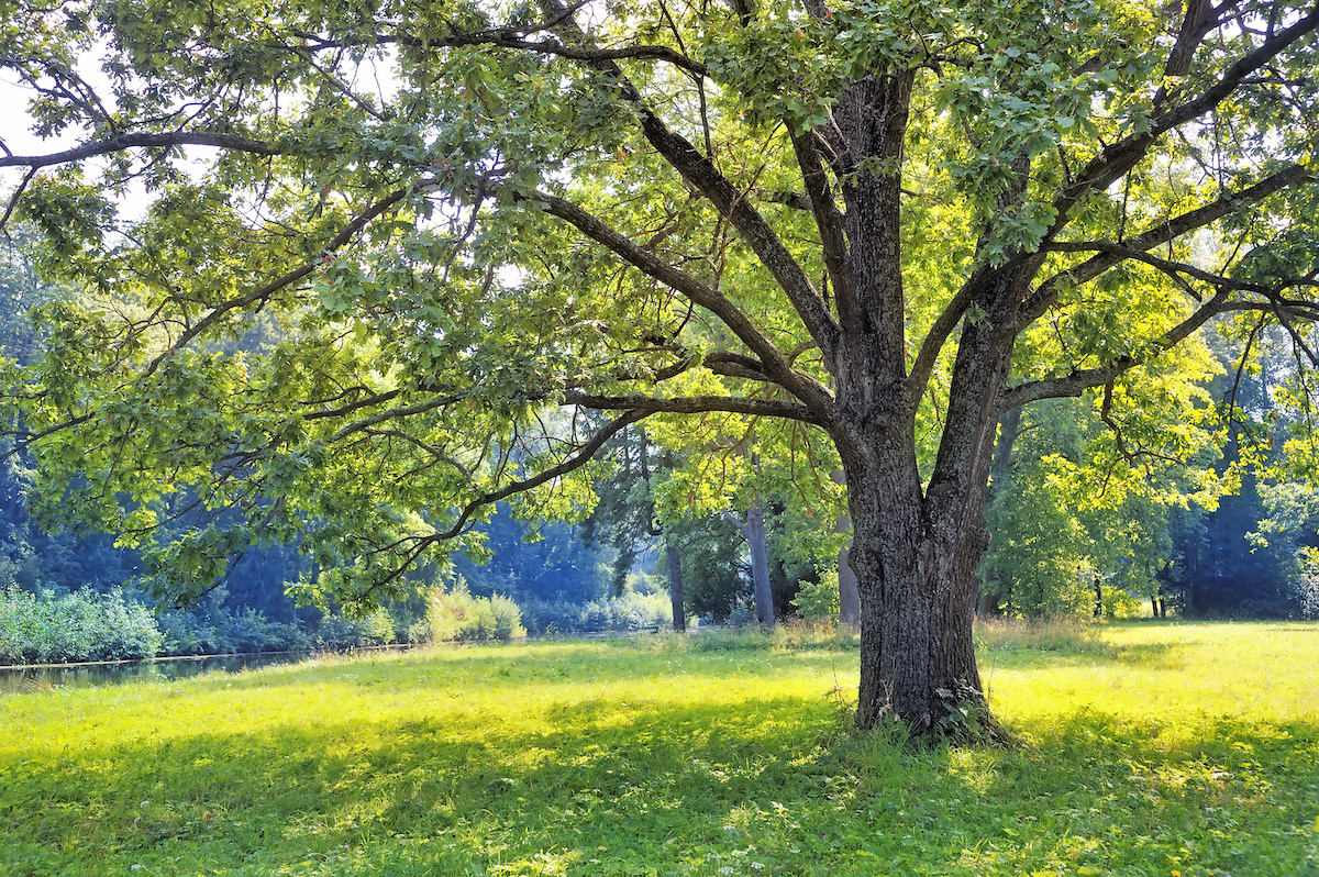 What are the Best Shade Trees in Florida? Warner Tree Service