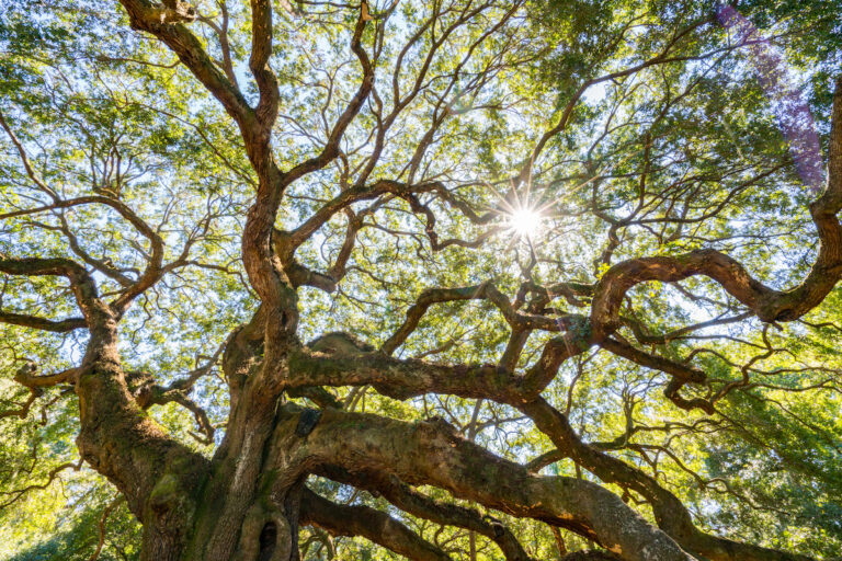 What are the Best Shade Trees in Florida? Warner Tree Service
