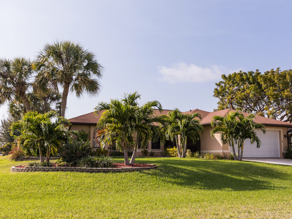 Poisonous Trees in Florida The Manchineel Tree Warner Tree Service
