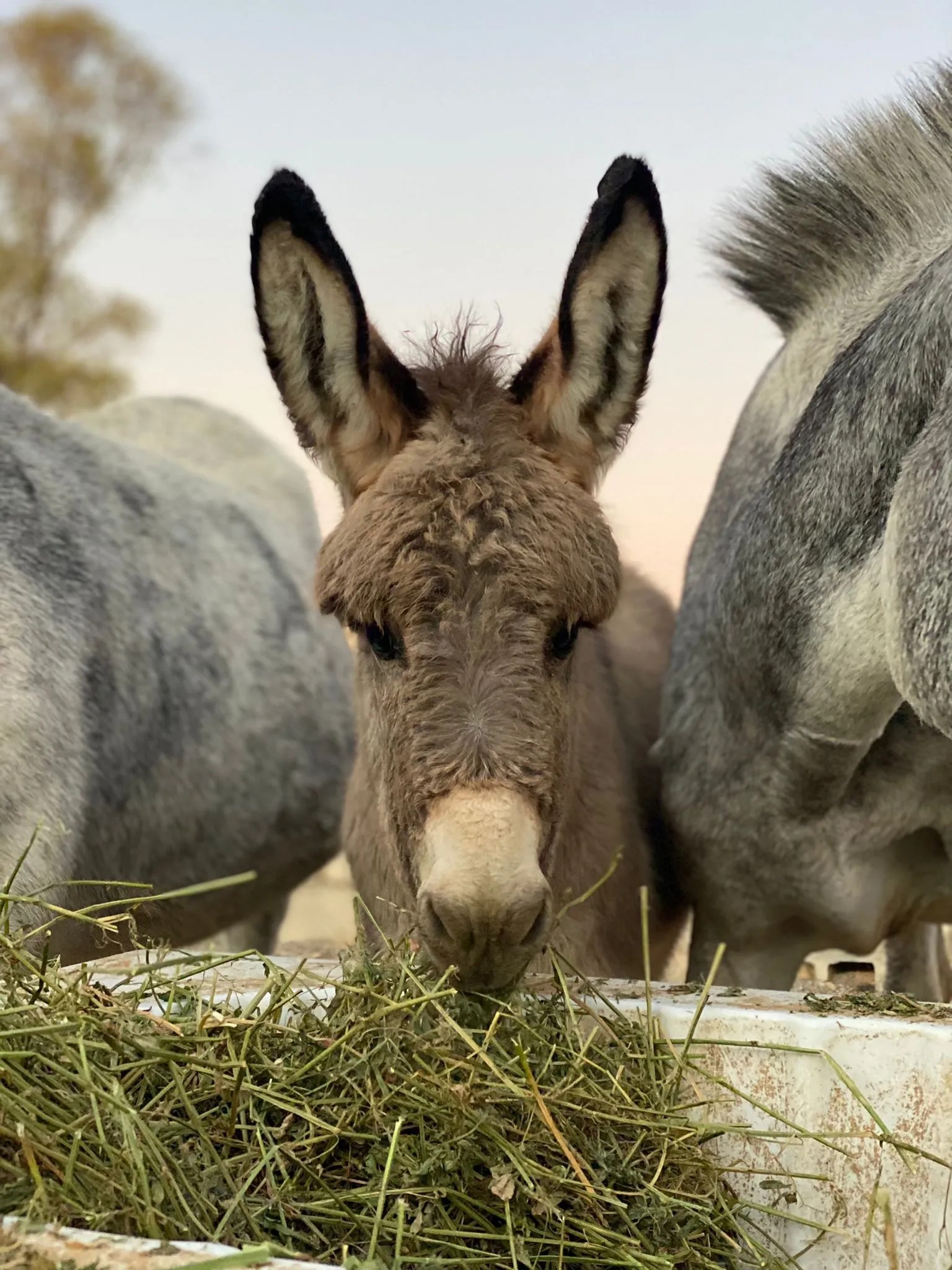 Sponsor A Donkey Photos All