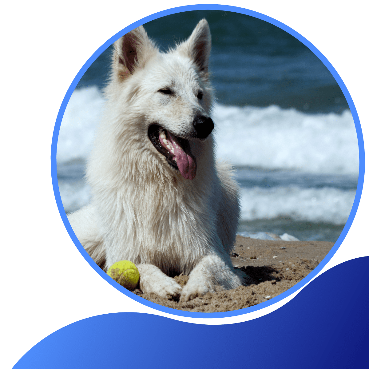 Salt Water Poisoning In Dogs Warren House Veterinary Centre