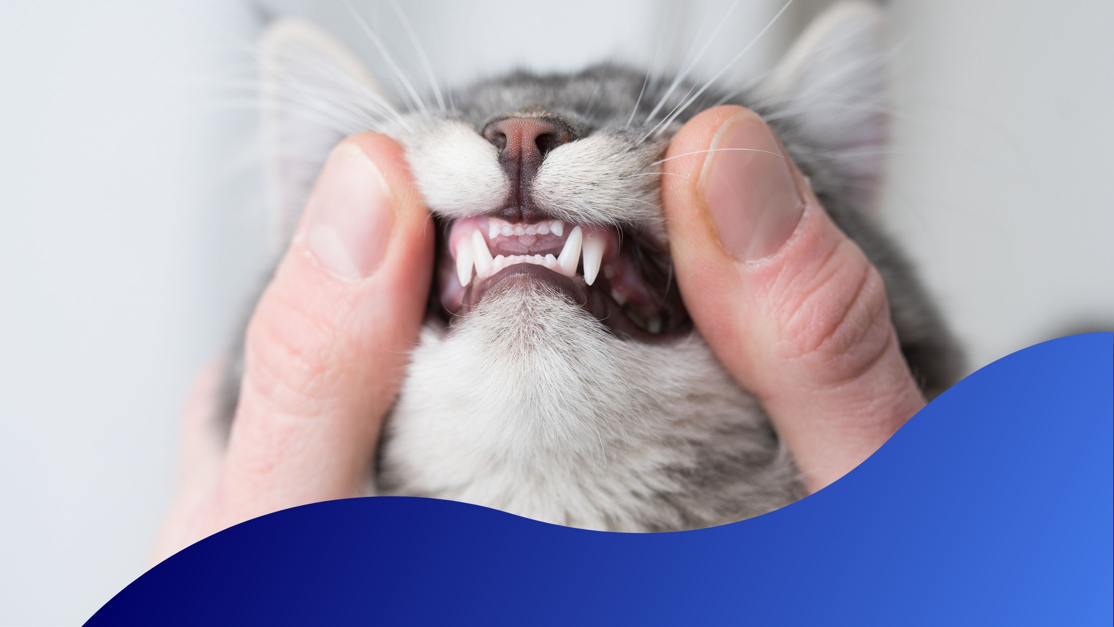 Dental Disease In Cats Warren House Veterinary Centre