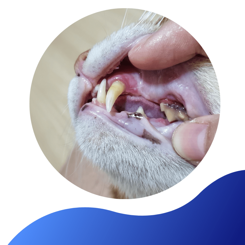 Dental Disease In Cats Warren House Veterinary Centre