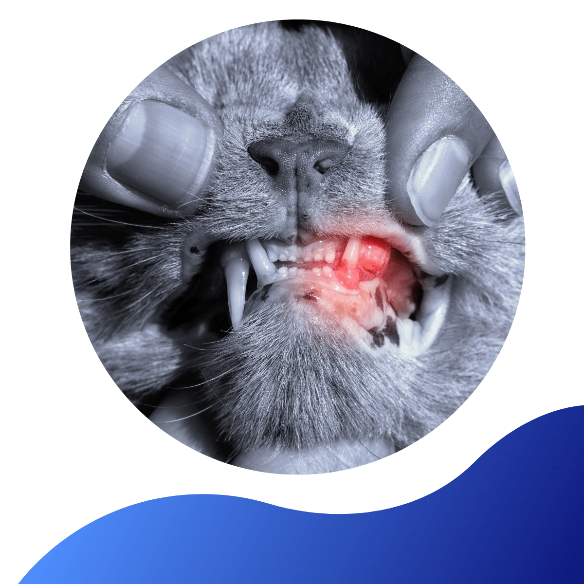 Dental Disease In Cats Warren House Veterinary Centre