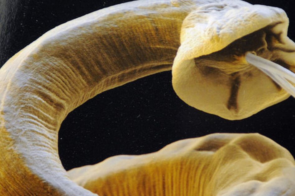 Tapeworms Warren House Veterinary Centre