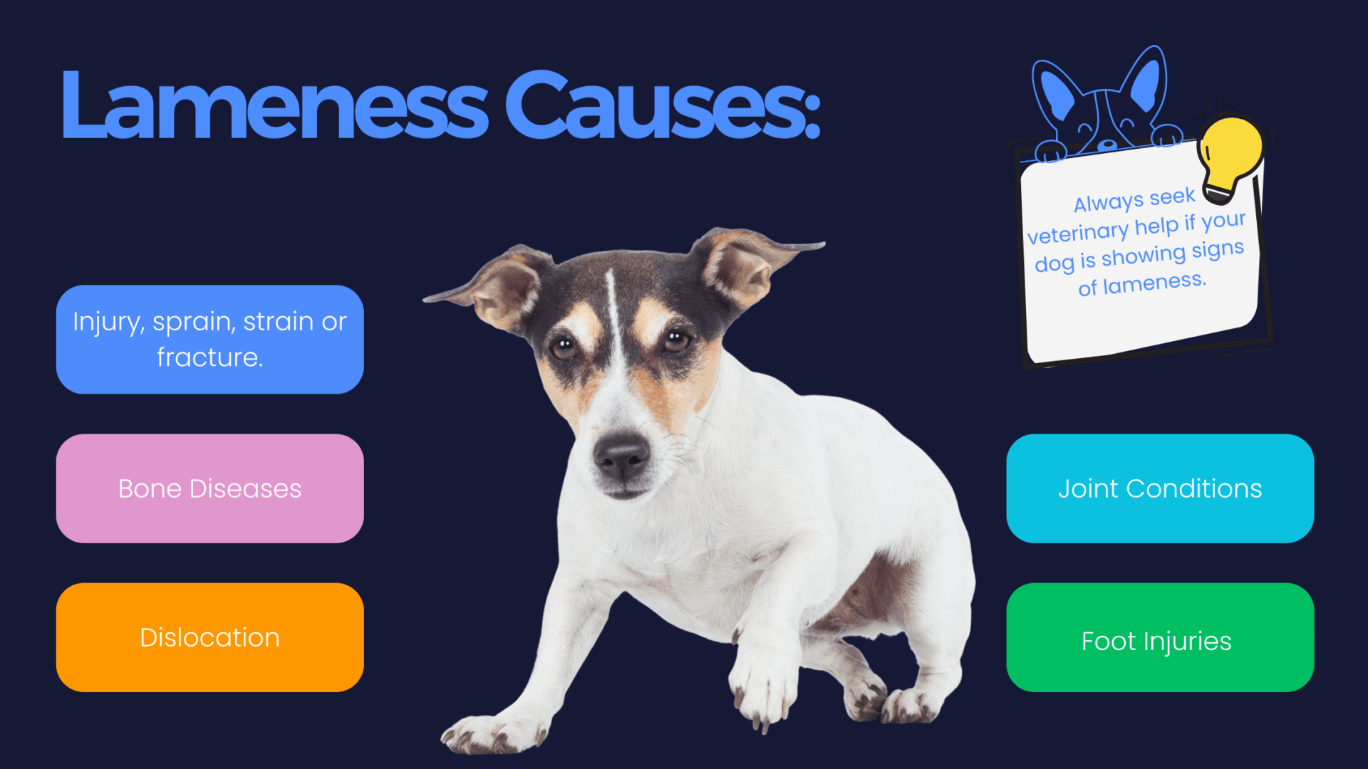 Lameness in Dogs Warren House Veterinary Centre