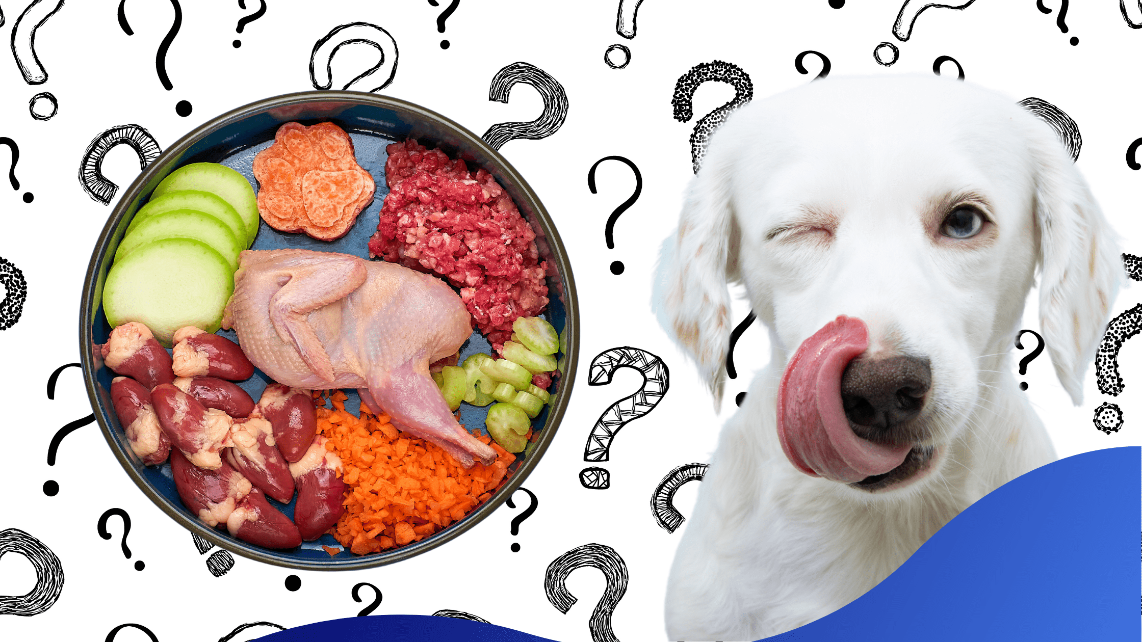 Raw Meat Diet for Dogs? Warren House Veterinary Centre