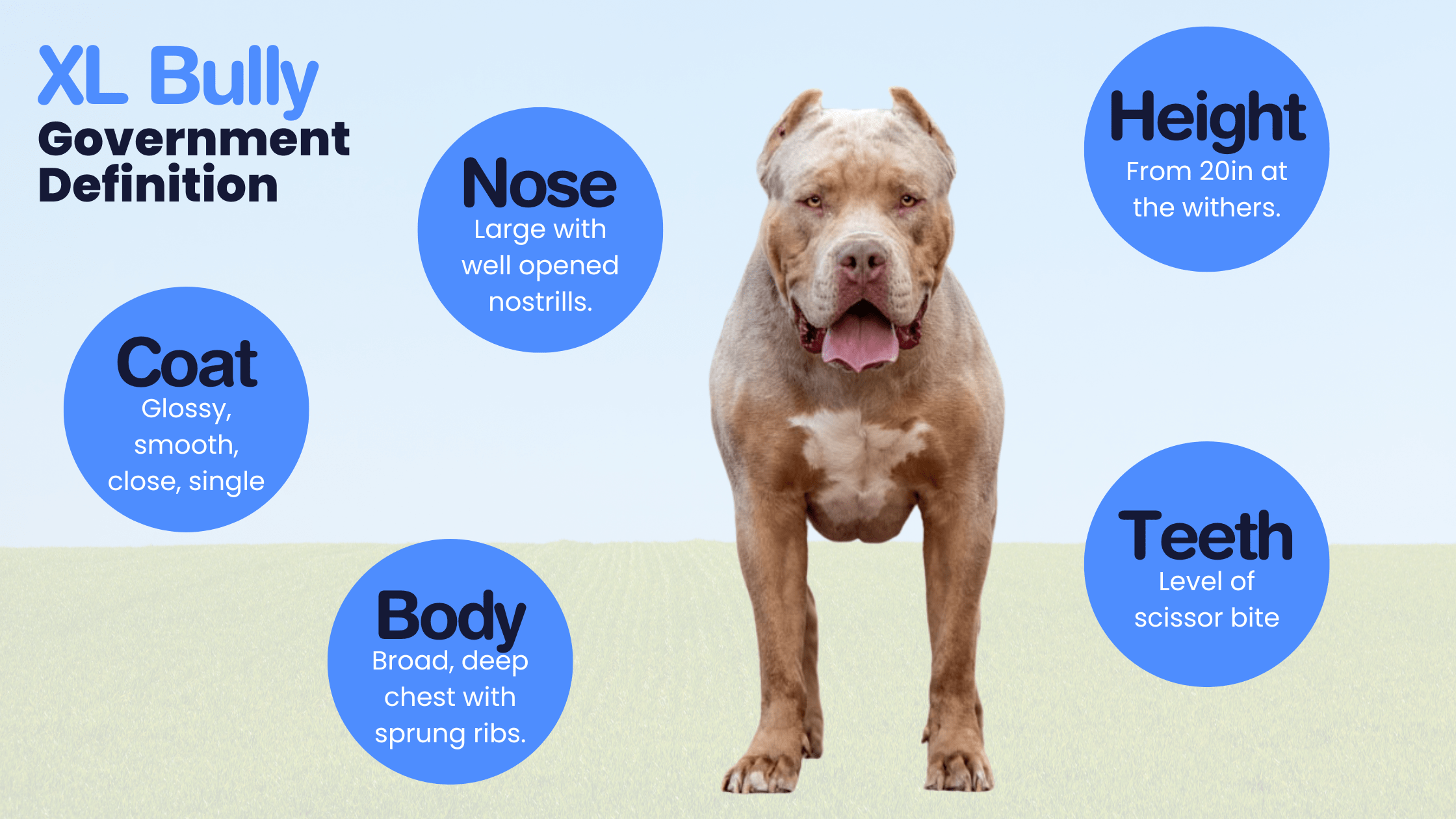 XL Bully Resources Warren House Veterinary Centre