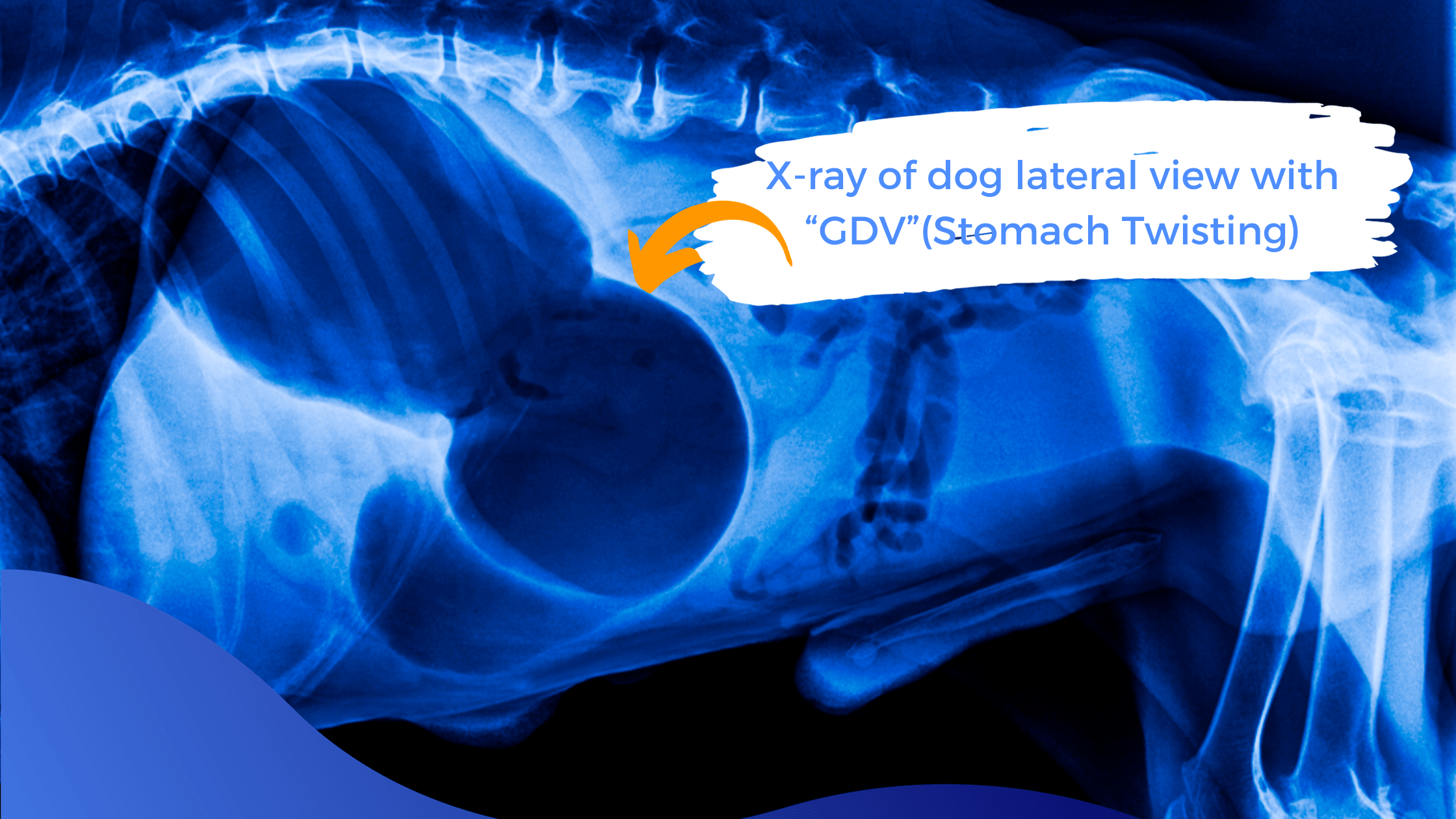GDV Bloat In Dogs Warren House Veterinary Centre
