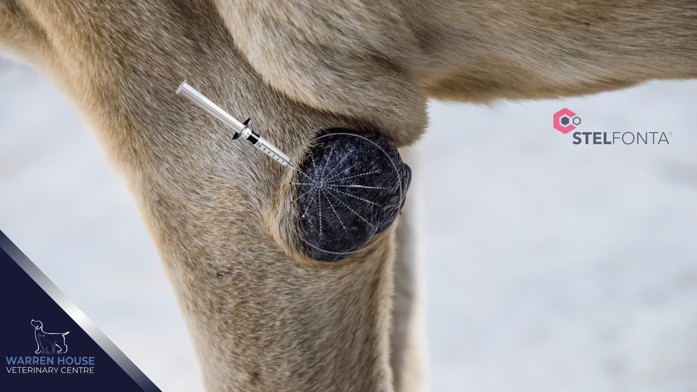 Stelfonta Non Surgical MassCell Removal Warren House Veterinary Centre