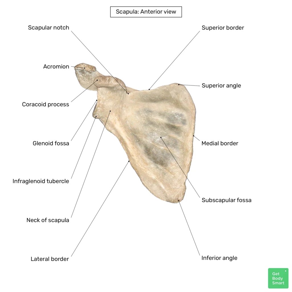 EXPERTS CORRECTLY LABEL Scapula Features Anatomy Expertise Unveiled!