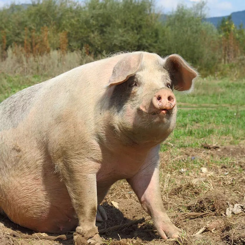 Large Animal Vet in Boonville, IN Warrick Veterinary Clinic