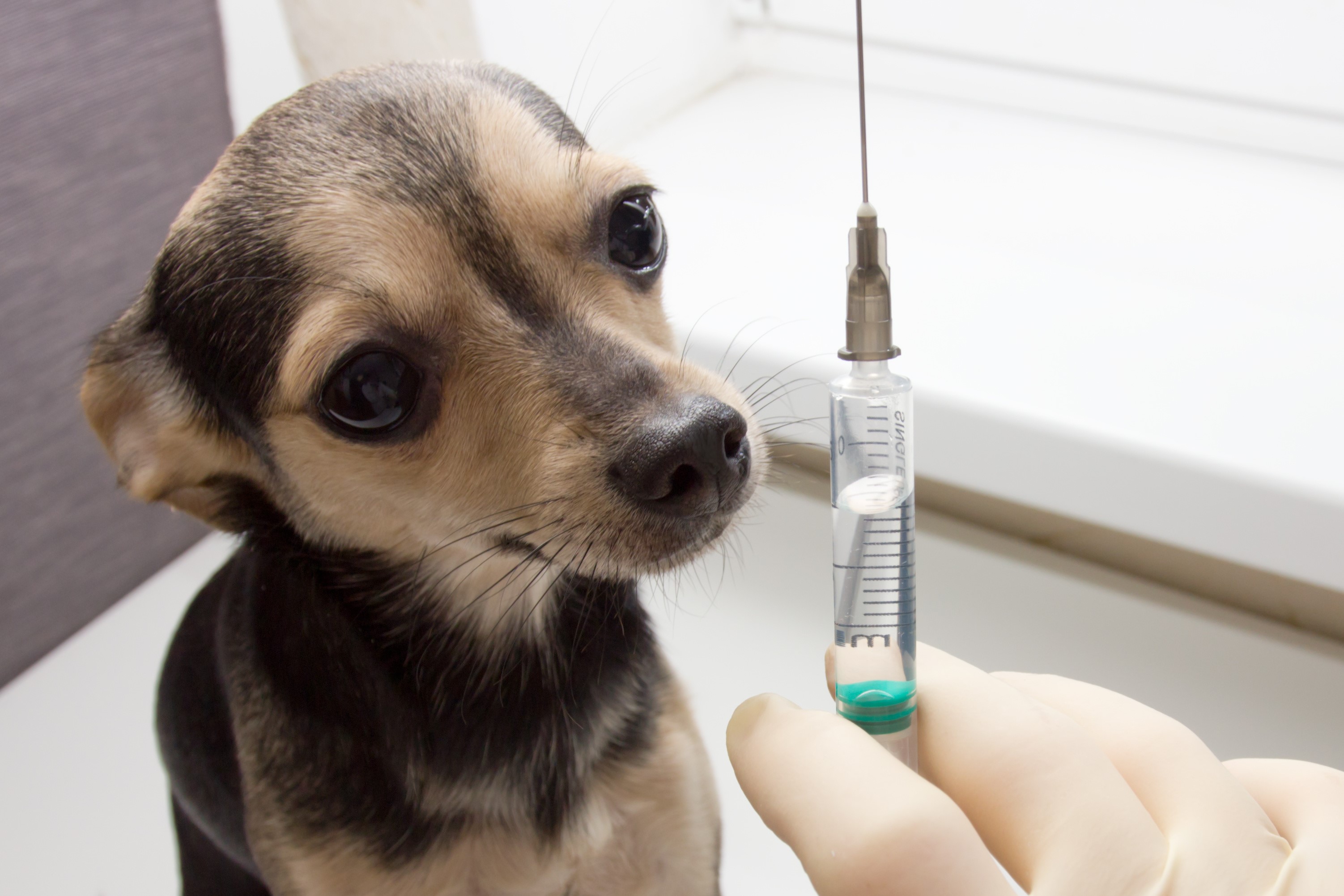 VACCINATIONS pet animals Warrington Animal Welfare