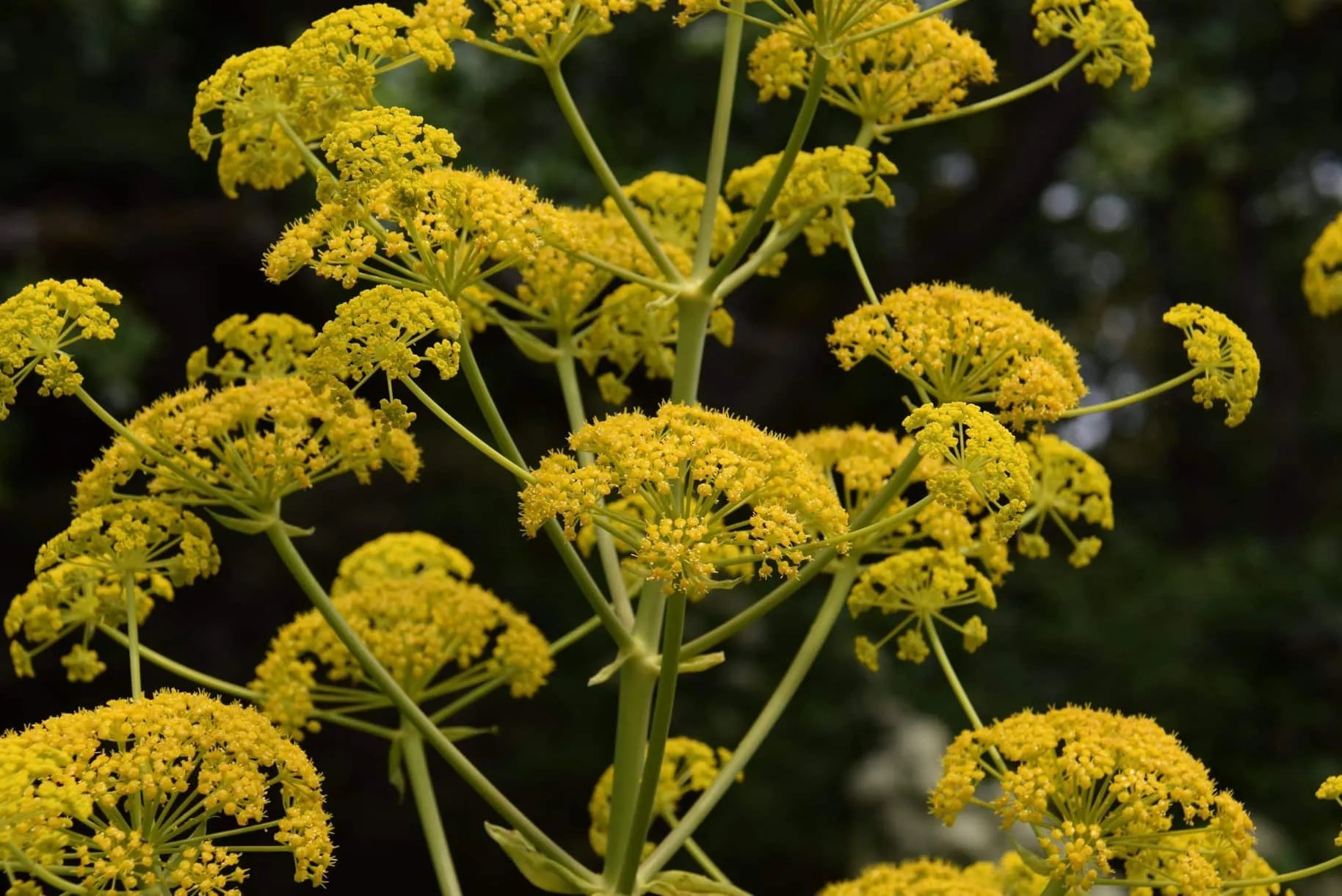 Asafoetida Essential Oil Warrior Apothecary