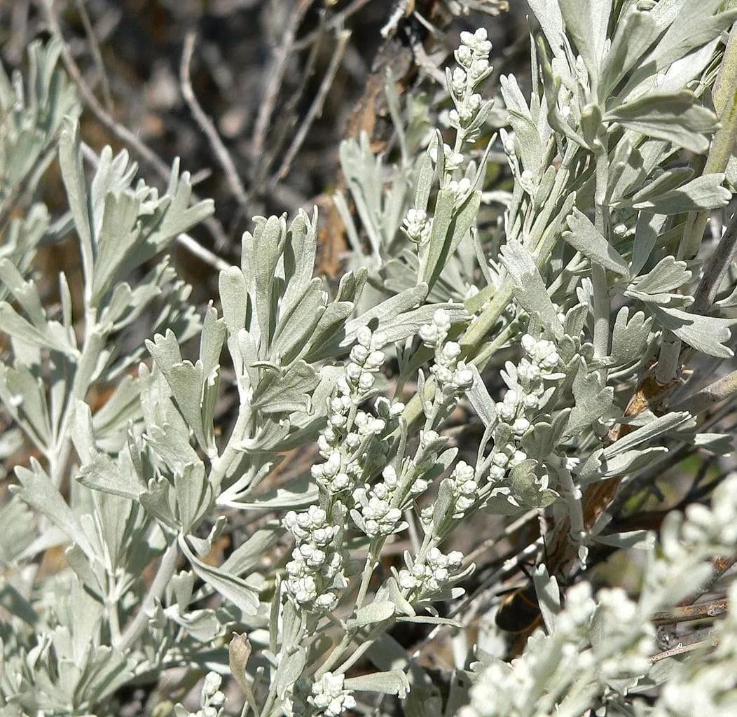 Prairie Sage Seeds Warrior Apothecary