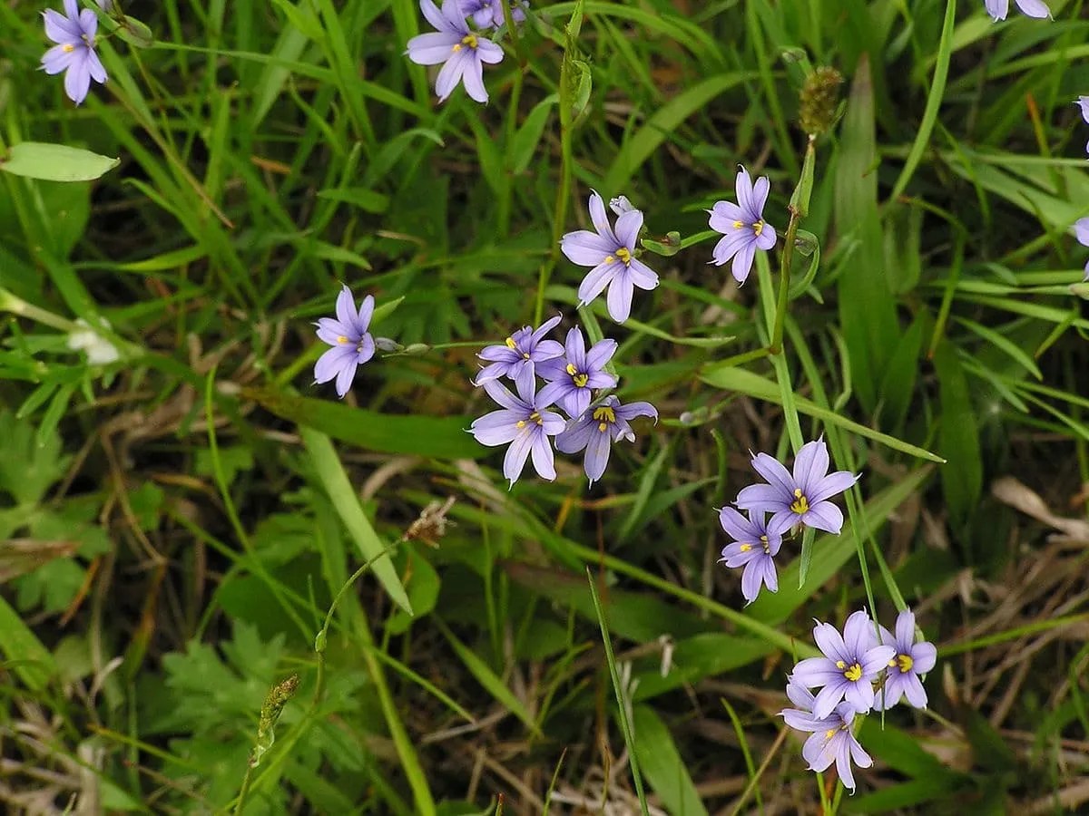Native Blue Eyed Grass Warrior Apothecary