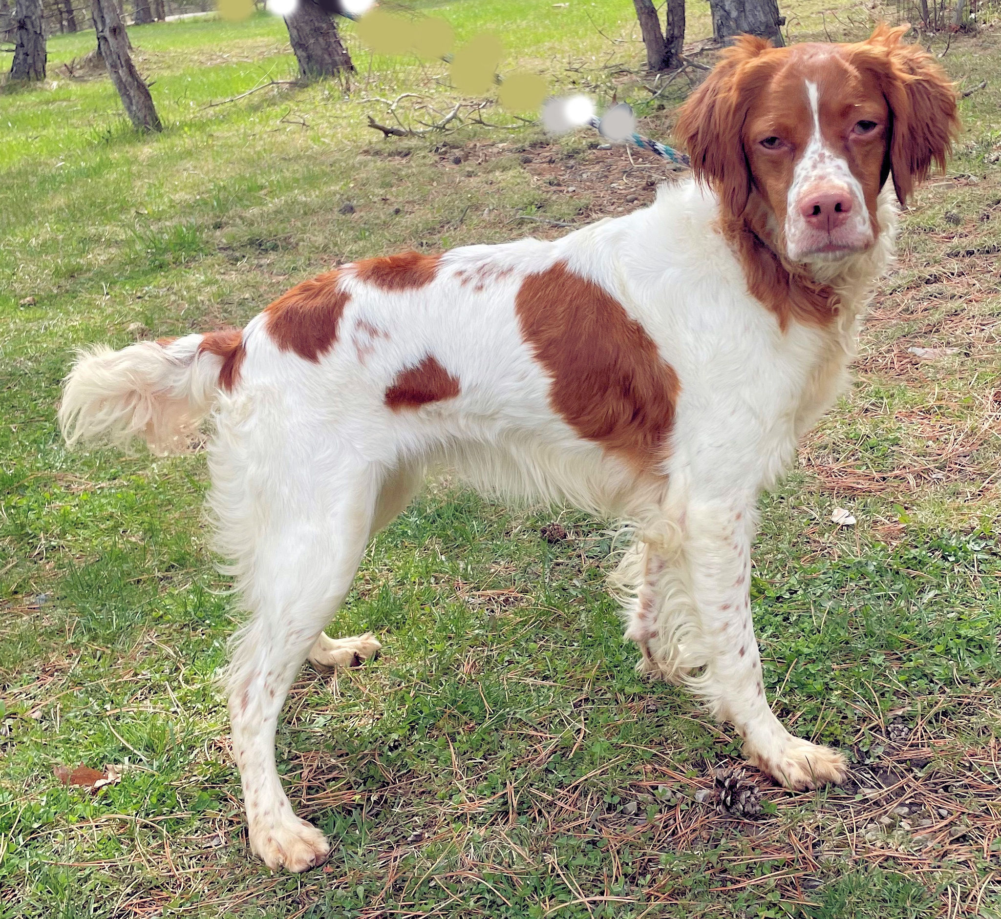 Brittany Puppies for Sale Warriors Mark Wingshooting Lodge and Kennels