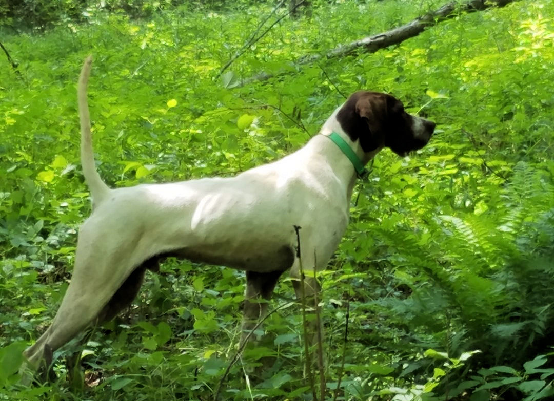 English Pointer Puppies for Sale Warriors Mark Wingshooting Lodge and