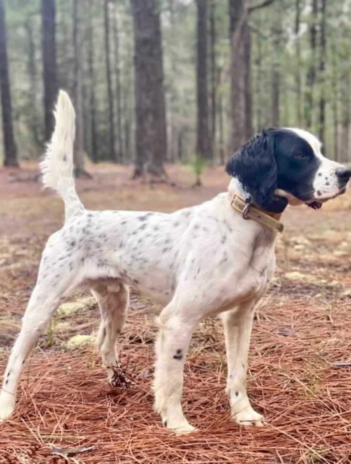 English Setter Puppies for Sale Warriors Mark Wingshooting Lodge and