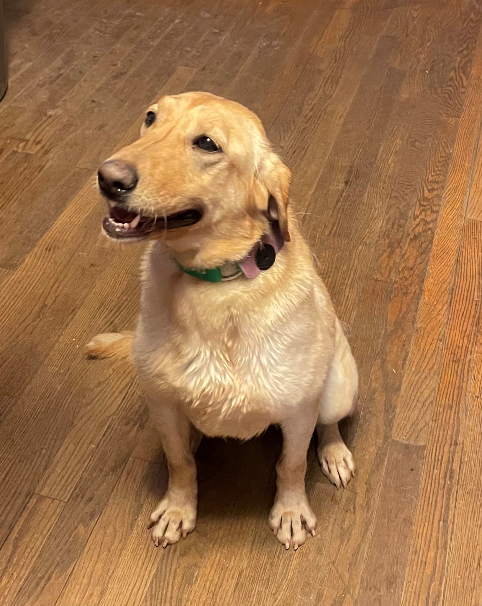 Labrador Retriever Puppies for Sale Warriors Mark Wingshooting Lodge