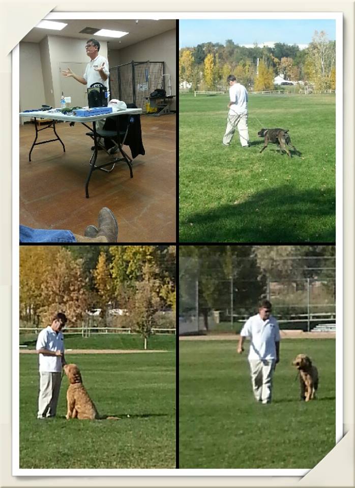 Aggressive Dog Training Archives