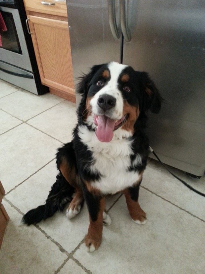 Avy the Bernese Mountain Dog Utah Dog Training Wasatch Canine Camp