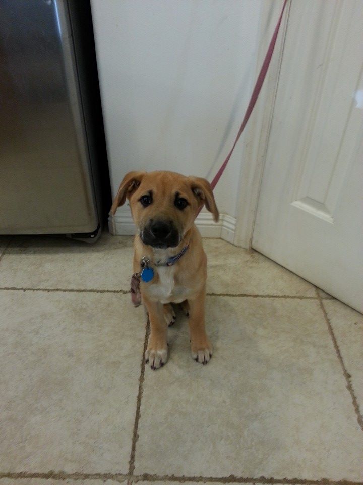 How To Train A German Shepherd Lab Mix