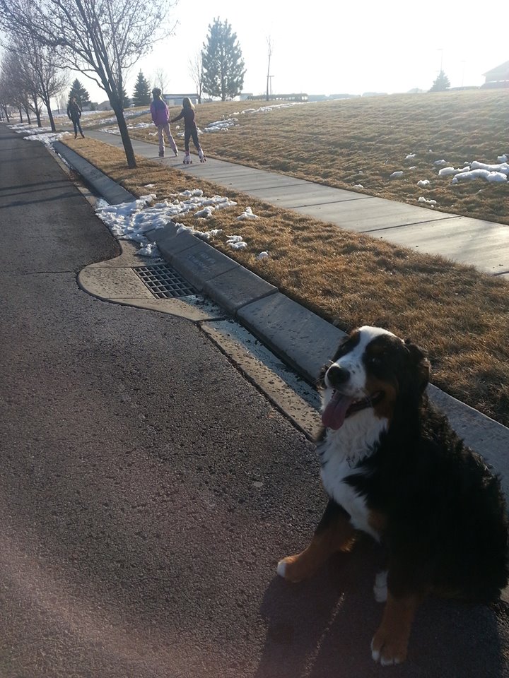 Avy BMD Walking with Distractions Utah Dog Training Wasatch Canine Camp