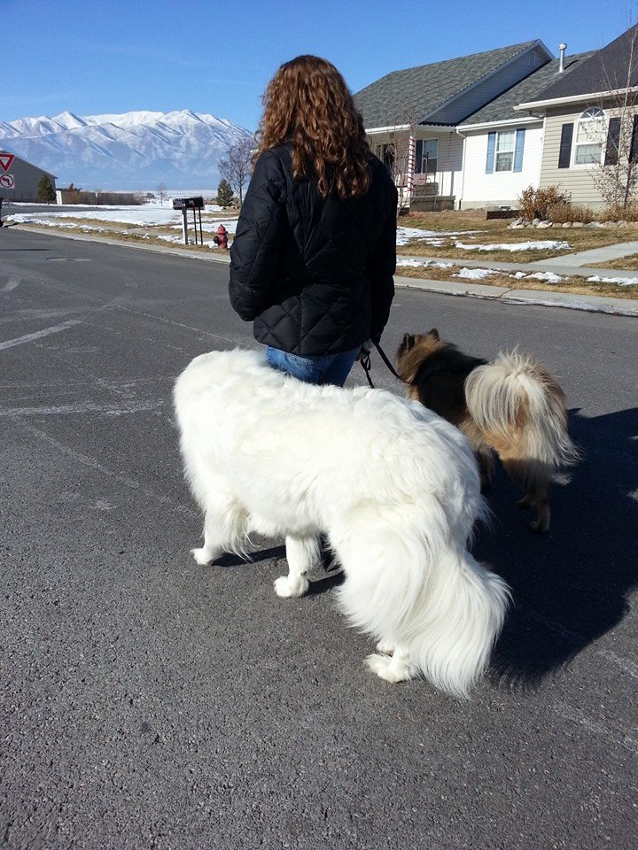 Kya the Great Pyrenees Utah Dog Training Wasatch Canine Camp