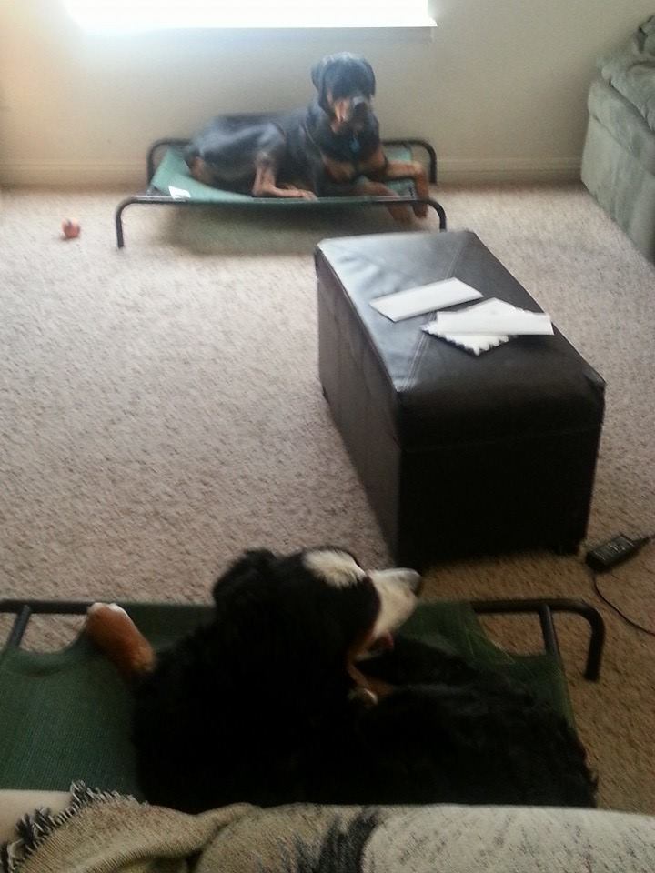 Double Place Command Utah Dog Training Wasatch Canine Camp