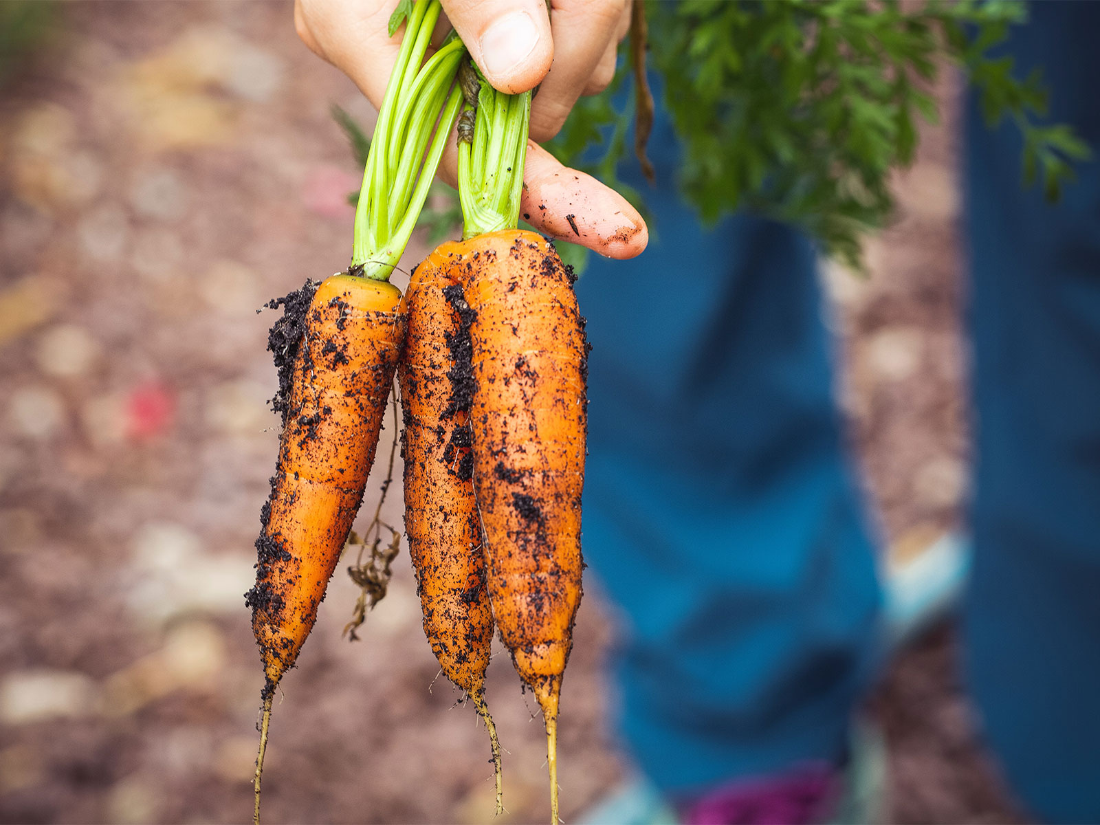 Wasatch Community Gardens | Salt Lake City, Utah - Home 2021