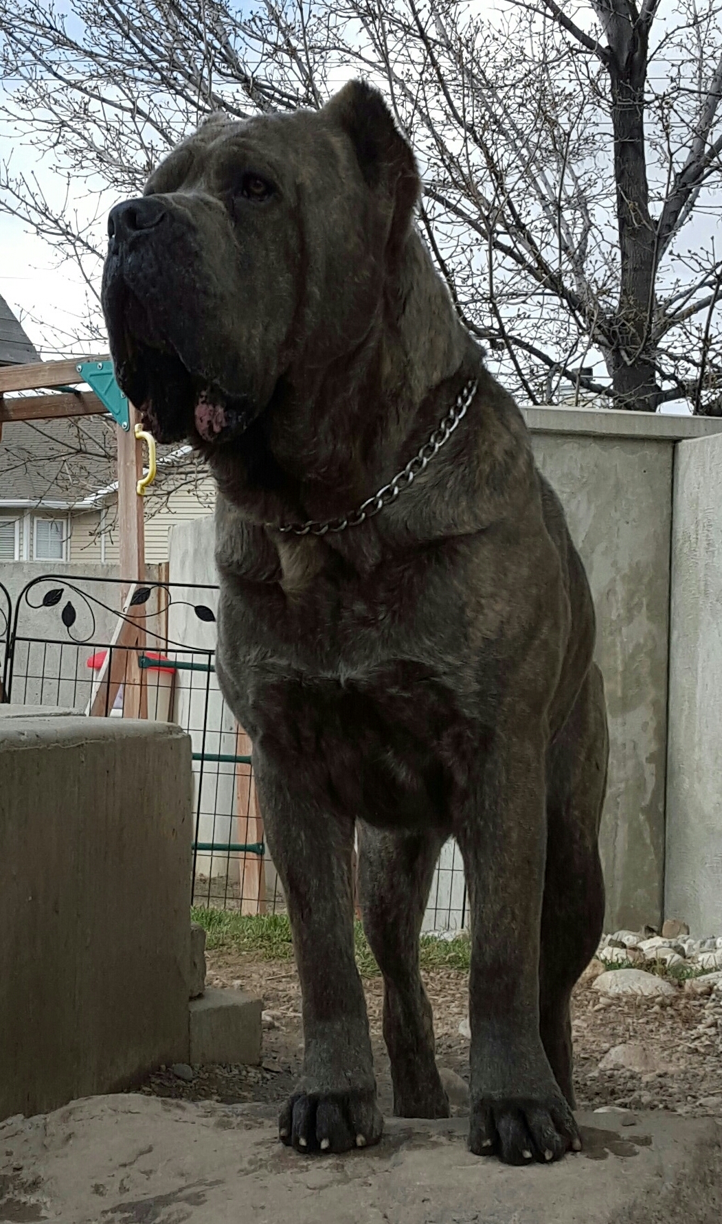 Cane Corso Breeder in Utah, Wasatch Mountain Cane Corsos